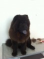 /album/fotos-zoe-s-city-dog/i-phon-1699-jpg1/